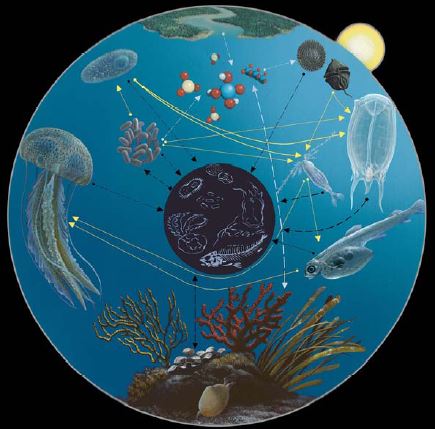 The three main pathways determining marine ecosystem functioning (art by A. Gennari, graphics by F. Tresca).