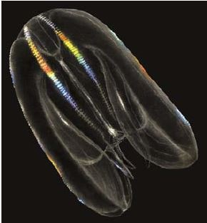  Mnemiopsis leydi (art by A. Gennari).
