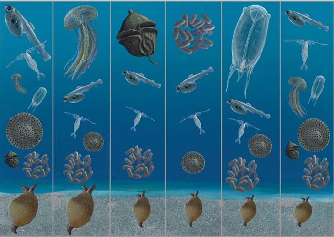 Ecological history of the Adriatic Sea. Period 1: fish-dominated. Period 2: jellyfish dominated. Period 3: dinoflagellate-dominated (red tides)