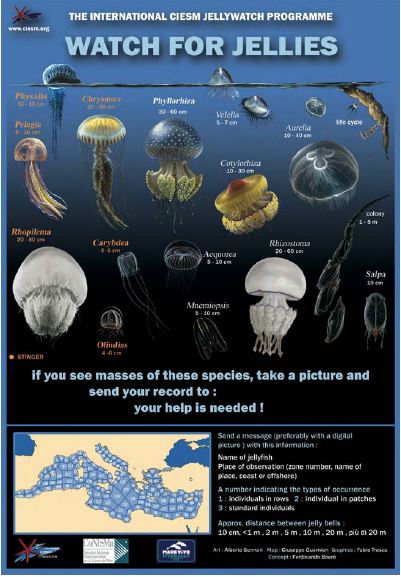 The poster of the CIESM jellywatch (2009 version). (Concept by Ferdinando Boero, art by A. Gennari, graphics by F. Tresca).