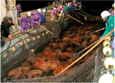 The nets of Japanese fishermen are often impaired by swarms of Neopilema nomurai.