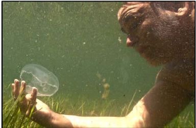 The author playing with Aurelia aurita in the Varano Lake, S. Italy (picture by Roberto Rinaldi, taken from the TV broadcast Linea Blu).