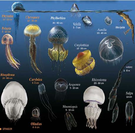 The main species of gelatinous plankton in the Mediterranean and Black Seas, from the CIESM Jellywatch poster.