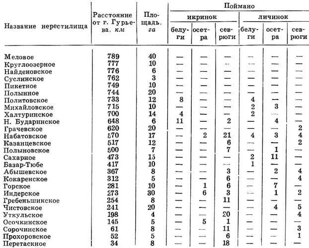 Уловы икринок и личинок на нерестилищах осетровых р. Урал в мае и июне 1961-1962 гг.