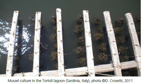 Mussel culture in the Tortoli lagoon (Sardinia, Italy)