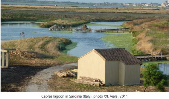 Cabras lagoon in Sardinia (Italy)