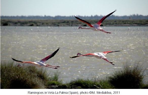 Flamingoes in Veta La Palma (Spain)