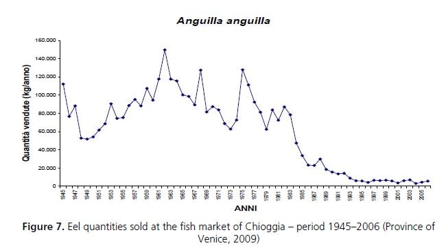Eel quantities sold at the fish market of Chioggia – period 1945–2006 (Province of Venice, 2009)