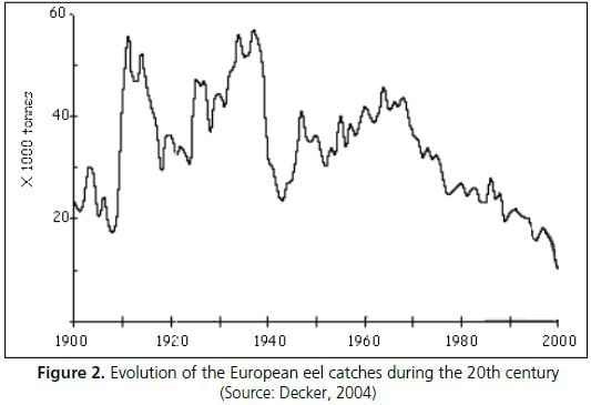  Evolution of the European eel catches during the 20th century