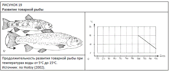 Развитие товарной рыбы* от сеголетка занимает 4–6,5 месяцев