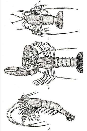 Ракообразные, выращиваемые на морских фермах: 1 - лангуст (Panullrus vulgaris), 2 - омар (Homarus gammarus), 3 - японская креветка (Penaeus japonlcus)