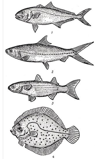 Рыбы - объекты культивирования: 1 - сериола, или желтохвост (Serlola quingueradiata), 2 - ханос, или молочная рыба (Chanos chanos), 3 - кефаль лобан (Mugil cephalus), 4 - камбала большой ромб (Psetta maxima)