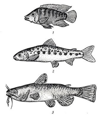 Рыбы - объекты культивирования: 1 - тиляпия мозам бикская (Tilapia mossambica), 2 - лосось-семга (Salmo salar), 3 - американский сомик (Ictajurus punctatus)