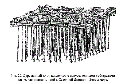 Деревянный плот-коллектор с искусственными субстратами