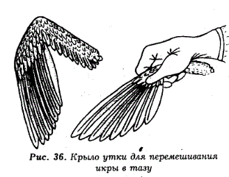 Крыло утки для перемешивания тазы Сперму отцеживают икры в тазу