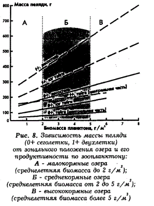 Зависимость массы пеляди (0+ сеголетки, 1+ двухлетки) от зонального положения озера и его продуктивности по зоопланктону