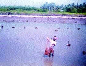 Most prawns will have been previously removed by seining; the rest are harvested not only at the drain but also by cast net (as shown in this photo from India) while draining proceeds.