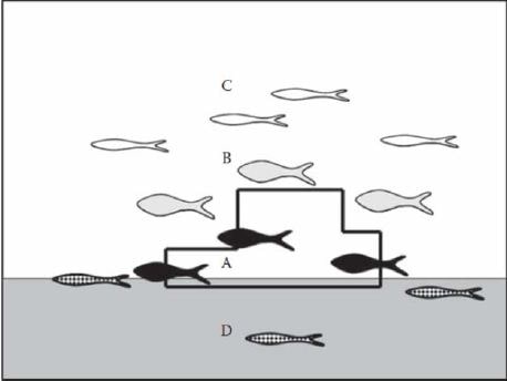 Classification of fish according to their position relative to the artificial reef (from Bortone, 2011).