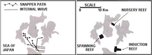 Deployment of artificial reefs aimed at managing the entire life cycle of snapper (from Nakamura, 1985).