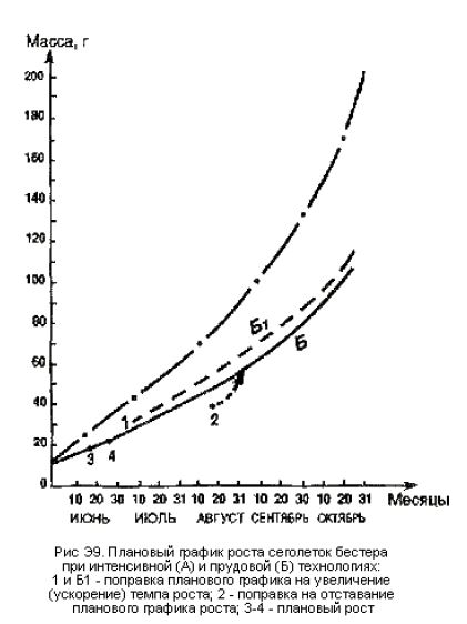 Плановый график роста сеголеток бестера