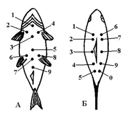 Рис. 1. Места нанесения меток при индивидальном (А) и серийном (Б) мечении рыб