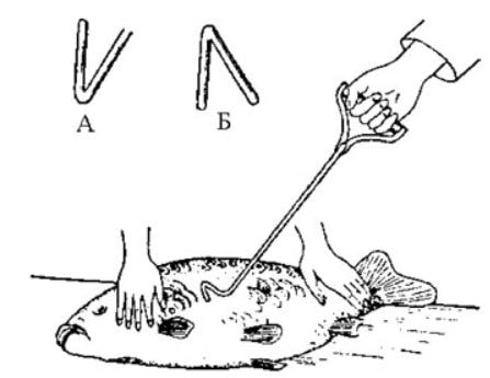 Рис. 2. Мечение рыбы выжиганием клейма.. А - знак самки; Б - знак самца