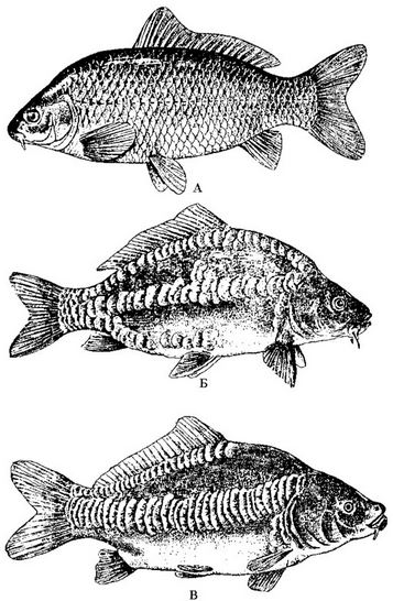Карп: А - чешуйчатый; Б - зеркальный с разбросанной по телу чешуёй; В - зеркальный карп с линейно расположенной по середине тела (по боковой линии) чешуёй