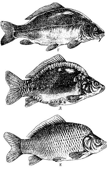 Рис. 4. Г - голый или кожистый (без чешуи); Д - украинский рамчатый; У - украинский чешуйчатый