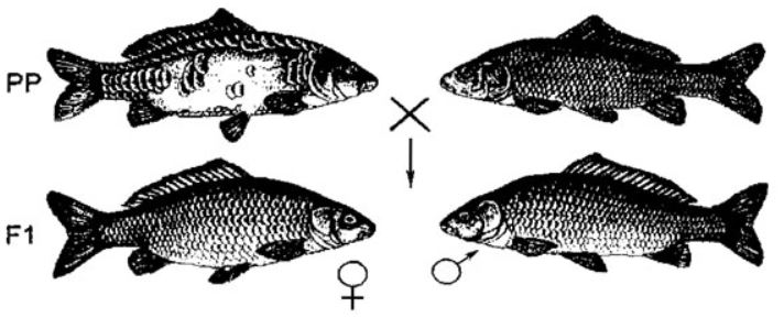 Рис. 5. Схема получения первого поколения северного карпа: РР - родительские формы - самки галицийского разбросанного карпа и самцы амурского сазана; F1 - чешуйчатые самки и самцы - гибриды первого поколения [4]