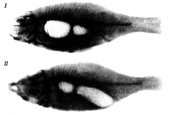 Острое течение воспаления плавательного пузыря (рентгенограмма): I - здоровая рыба; ΙΙ - разрушение отделов пузыря и скопление газов в задней части брюшной полости (по Аршанице)