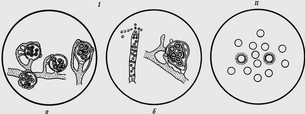 I	- Сапролегниевые грибы: а - Achlia flagellata; б - Saprolegnia parasitica. II - Икра карпа, пораженная сапролегнией (по Флоринской)