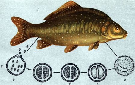 Ι - Карп пораженный ихтиофтириозом. ΙΙ - Цикл развития а - зрелый паразит; б, в, г - деление паразита; д - выход 'бродяжек'
