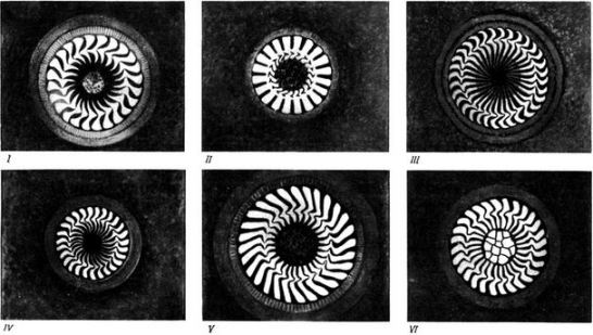 Возбудители триходиниоза: Ι - Trichodina domerguei forma acuta; II - Trichodinella eplzootica; III - Trichodina pediculus; IV - Trichodina nigra; V - Tripartiella bulbosa; VI - Trichodina reticulata (по Ивановой)