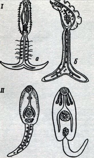 Церкарий трематод: Ι - специфичные для рыб: