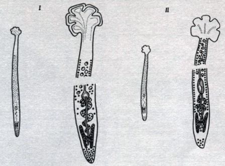 Возбудители кавиоза и кариофиллеза: I - Khawia sinenesis; II - Caryophylaeus fimbriceps (по Мусселиус)