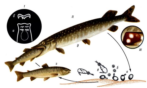 I - Возбудитель триенофороза Triaenophorus nodulosus: а-головка, б - крючок. II - Цикл развития Triaenophorus nodulosus: а - яйцо; б - корацидий; в - циклоп, первый промежуточный хозяин; г - форель, второй промежуточный хозяин; д - щука, окончательный хозяин. ΙΙΙ - Капсула триенофоруса в печени форели