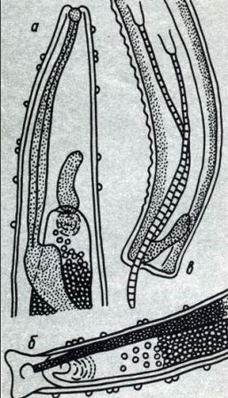 Возбудитель филометроза - Philometru lusiana: а - передний конец самки; б - задний конец самки; в - задний конец самца (по Висманису)