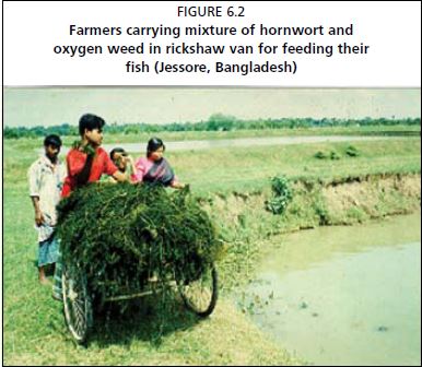 Farmers carrying mixture of hornwort and oxygen weed in rickshaw van for feeding their fish (Jessore, Bangladesh)