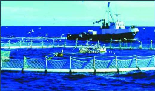 Baitfish feeding for capture-based tuna aquaculture