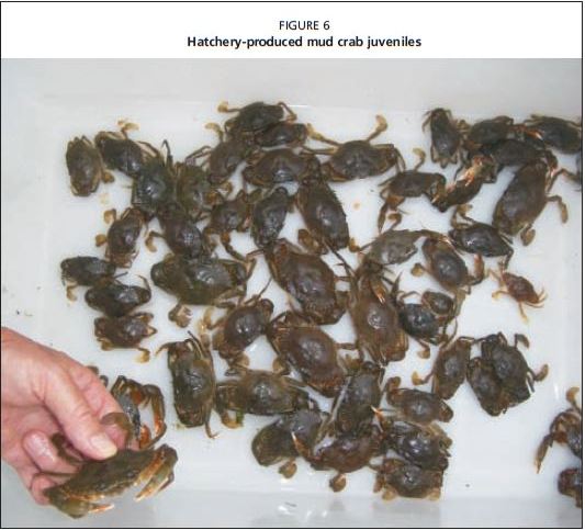 Hatchery-produced mud crab juveniles