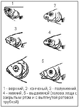 Рот у рыбы