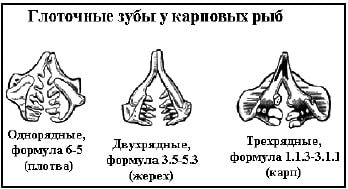 Глоточные зубы у карповых