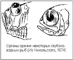 Органы зрения некоторых глубоководных рыб