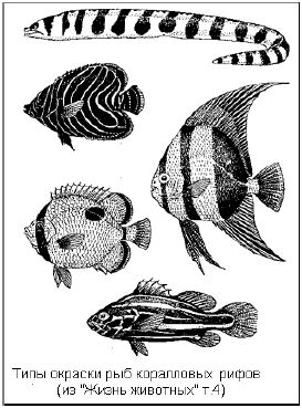 Типы окраски рыб коралловых рифов
