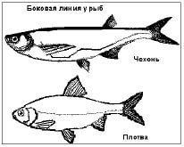 Боковая линия у рыб