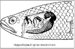 Наджаберный орган змееголова