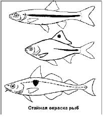 Стайная окраска рыб