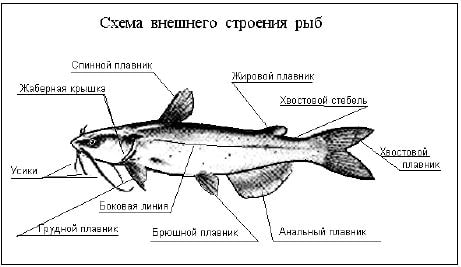 Схема внешнего строения рыбы