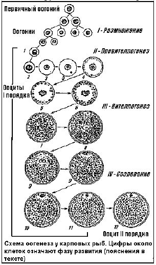 Схема оогенеза у карповых рыб