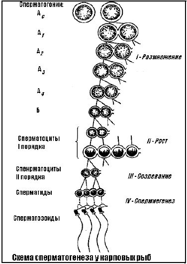 Схема сперматогенеза у карповых рыб